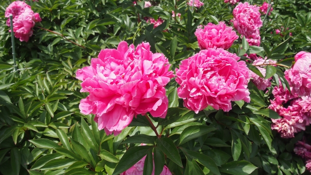 芍薬