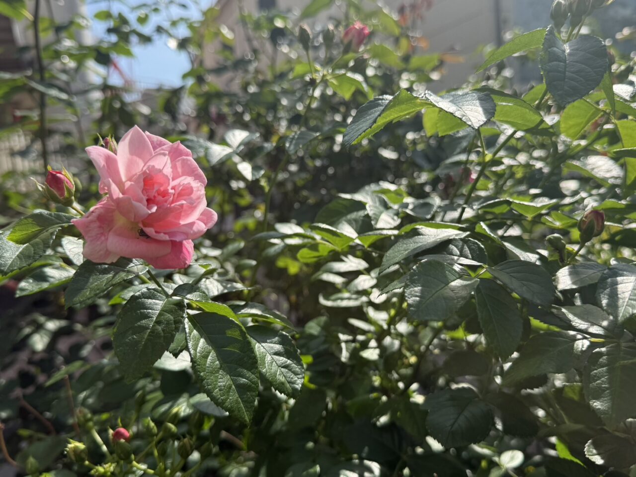 花のみちのバラ